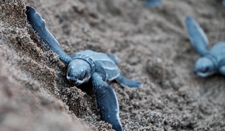 Blue Turtles in Caribbean