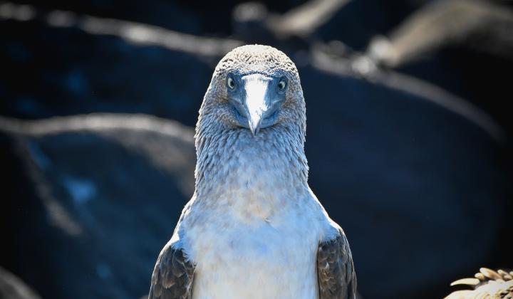 Blue footed booby Galapagos