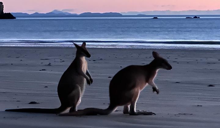 Cape Hillsborough wallabies