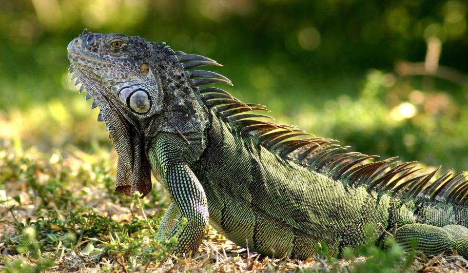 Caribbean Iguana