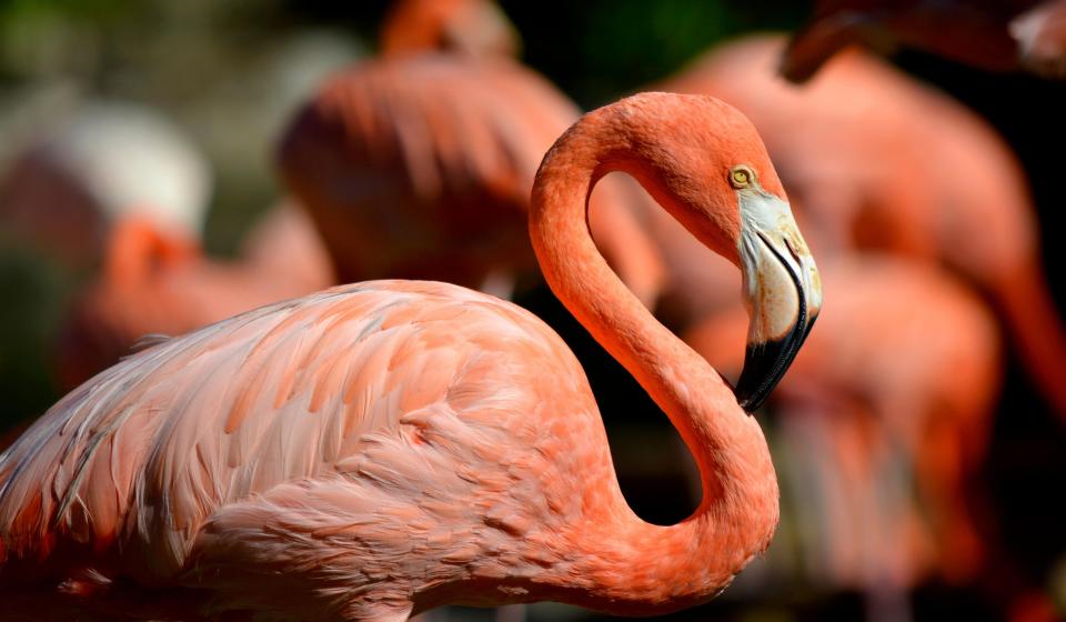 Caribbean flamingo