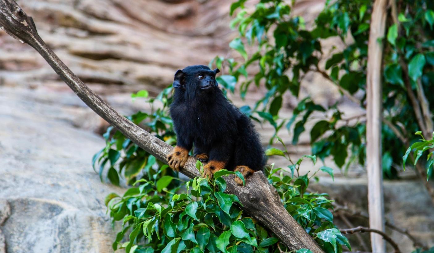 Curacao monkey