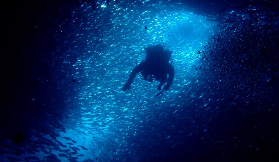 Diving with fish Galapagos Islands