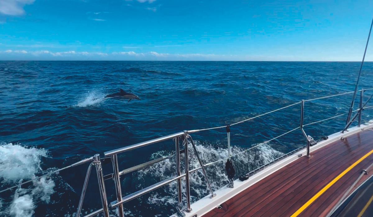 Dolphins dancing at sea