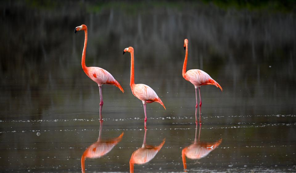 Flamingos Galapagos