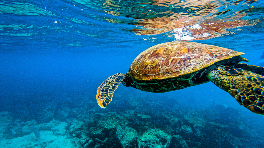 Galapagos Turtle