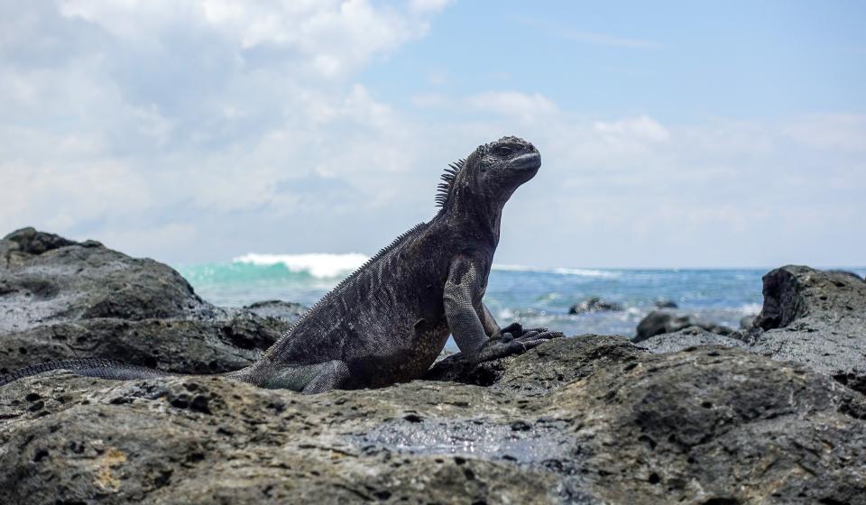 Iguana Galapagos Islands v2