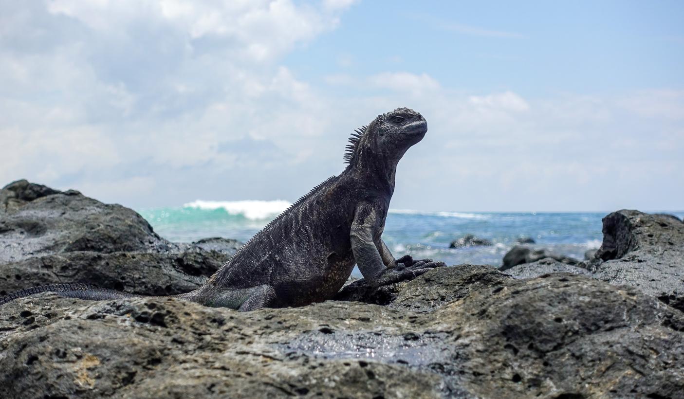 Iguana Galapagos Islands v2