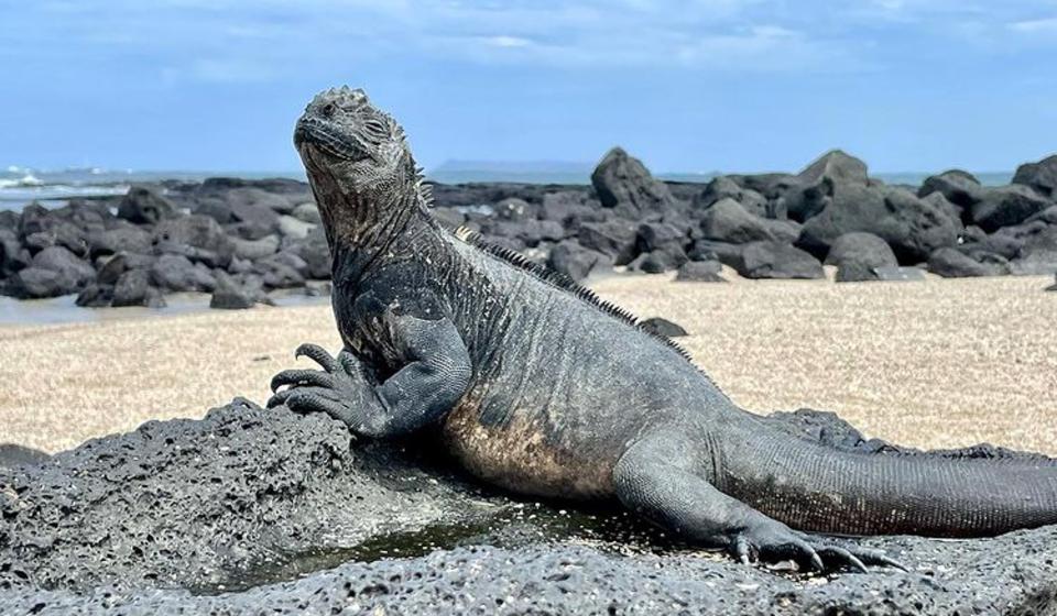 Iguana Galapagos Islands