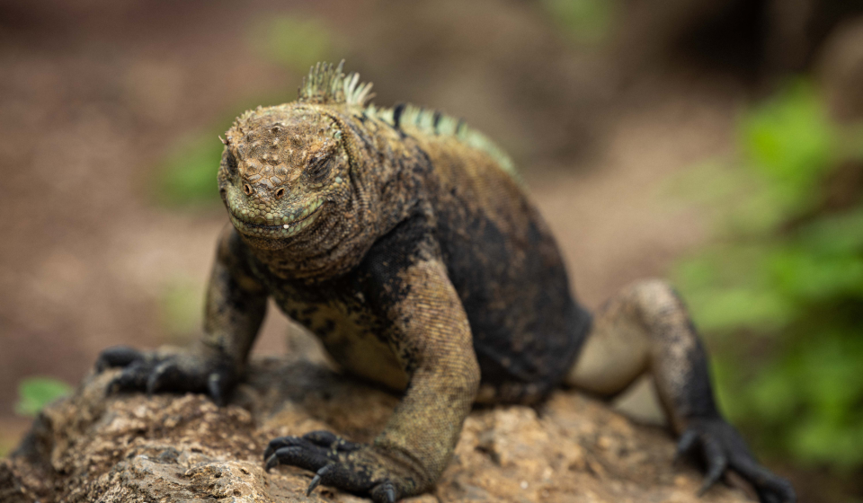 Iguana Galapagos