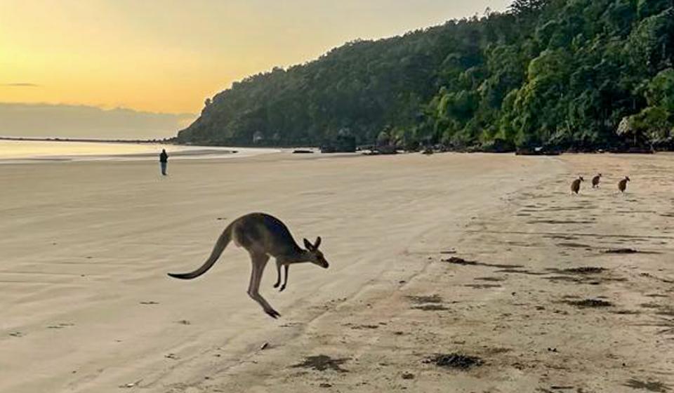 Kangaroo on beach Australia