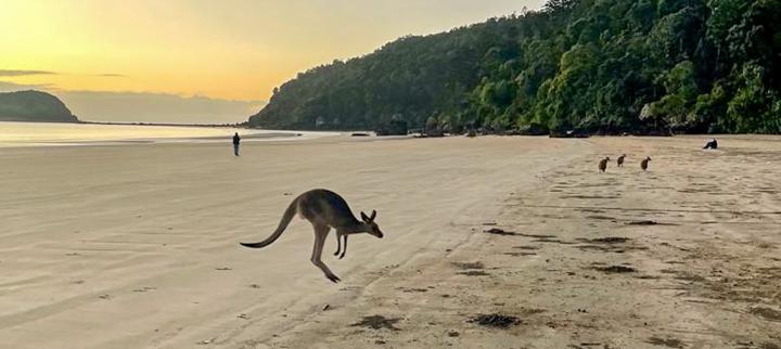 Kangaroo on beach Australia