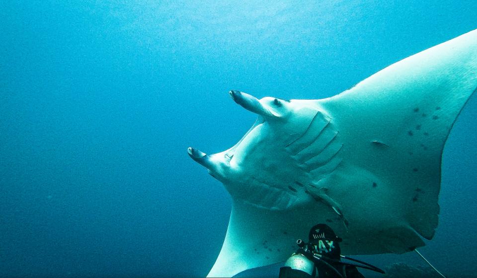 Manta ray in Bora Bora