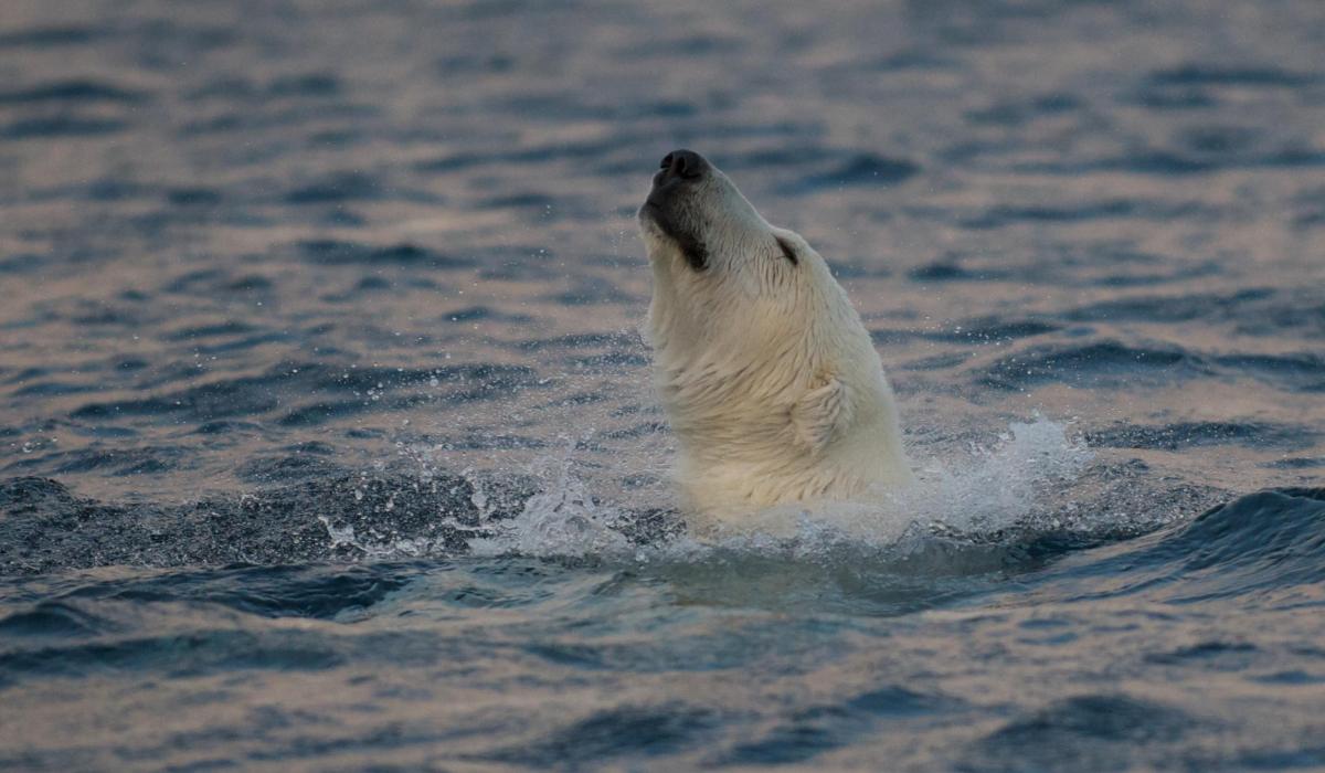 Osyter Yacht News Through The North West Sailing Voyage Story Polar Bear