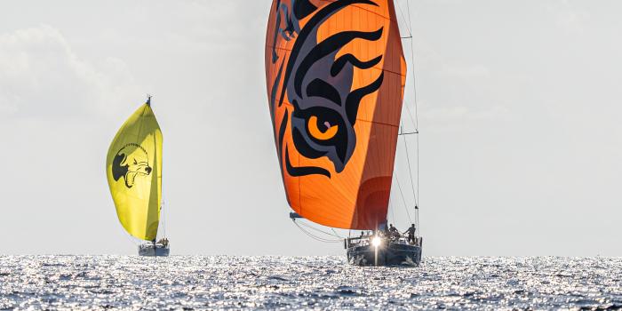 Oyster Palma Regatta 2024 9