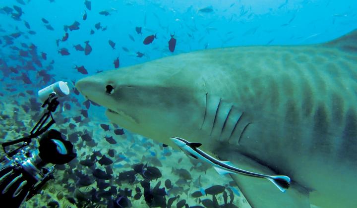Oyster World Rally 2017 18 Circumnavigation Crab Selection Shark