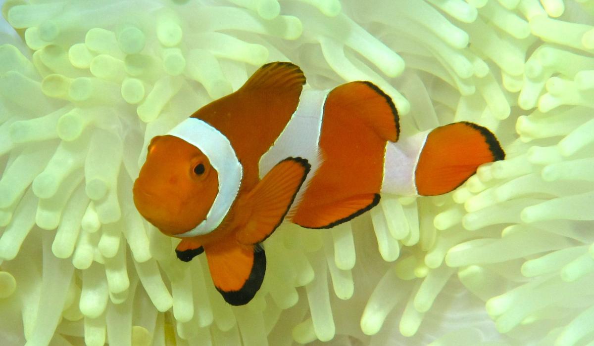 Oyster Yacht News The Wonderful World Sailing Voyage Story Clownfish