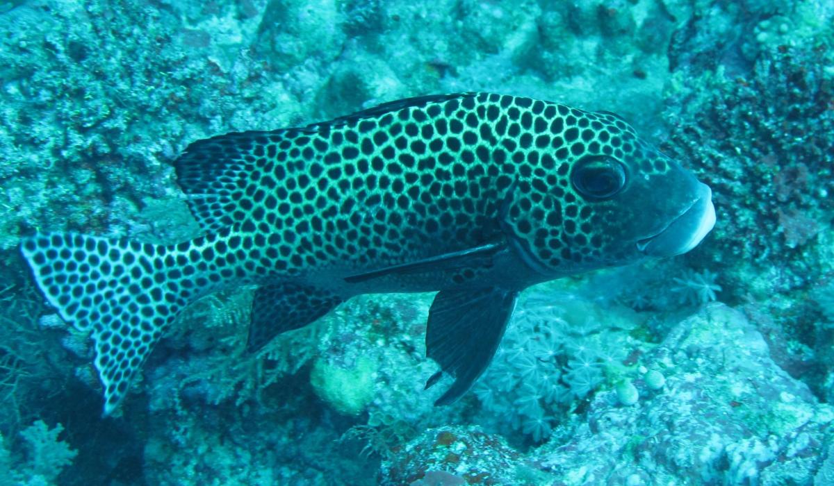 Oyster Yacht News The Wonderful World Sailing Voyage Story Fish