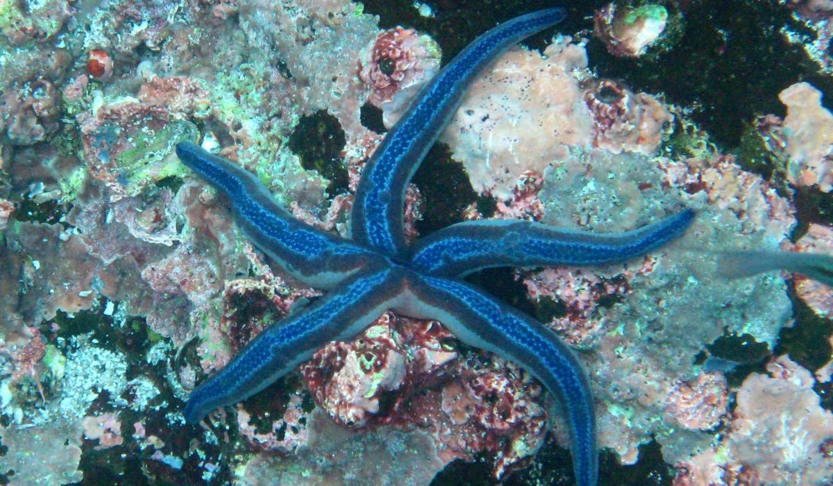 Oyster Yacht News The Wonderful World Sailing Voyage Story Starfish