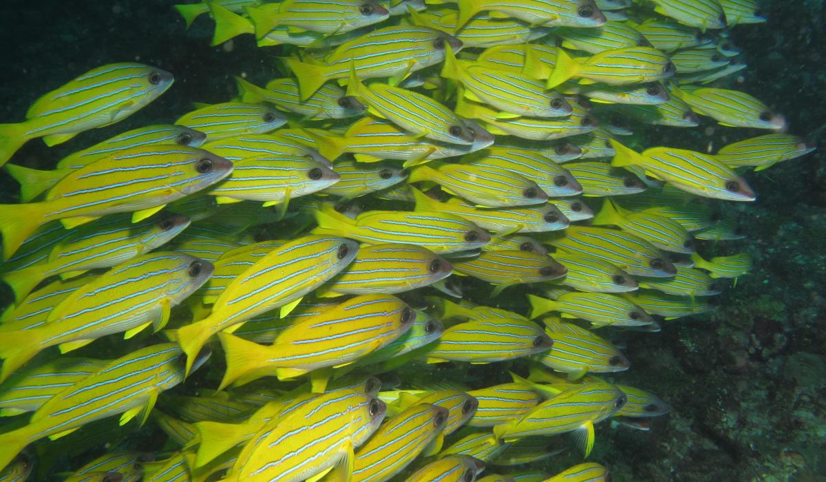 Oyster Yacht News The Wonderful World Sailing Voyage Story Yellowfish