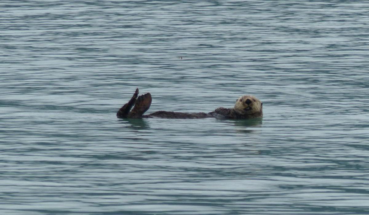 Oyster Yachts News 55 Days At Sea Sailing Voyage Story Sea Otter