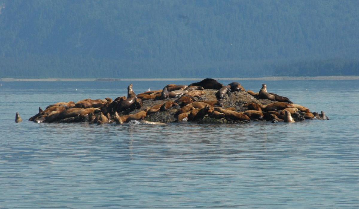 Oyster Yachts News 55 Days At Sea Sailing Voyage Story Seal Colony