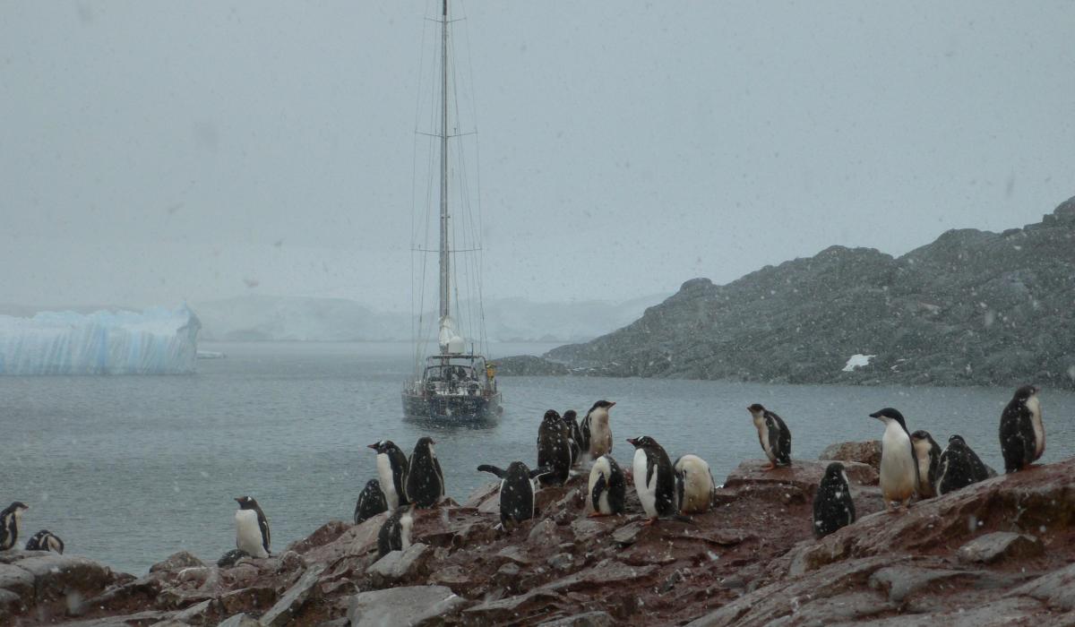 Oyster Yachts News South South South Sailing Voyage Story Penguins