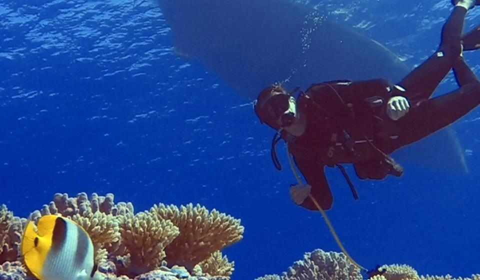 Oyster at 50 Years Oyster Snorkelling