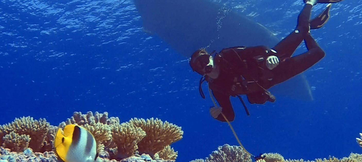 Oyster at 50 Years Oyster Snorkelling