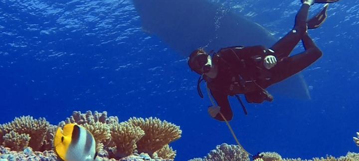 Oyster at 50 Years Oyster Snorkelling