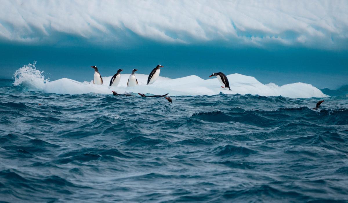 Oyster yachts partners with Shackleton for South Georgia Expedition 15