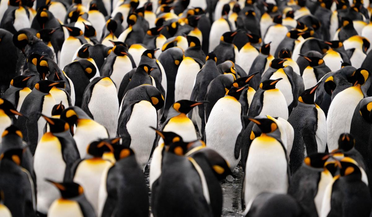 Oyster yachts partners with Shackleton for South Georgia Expedition 2 3