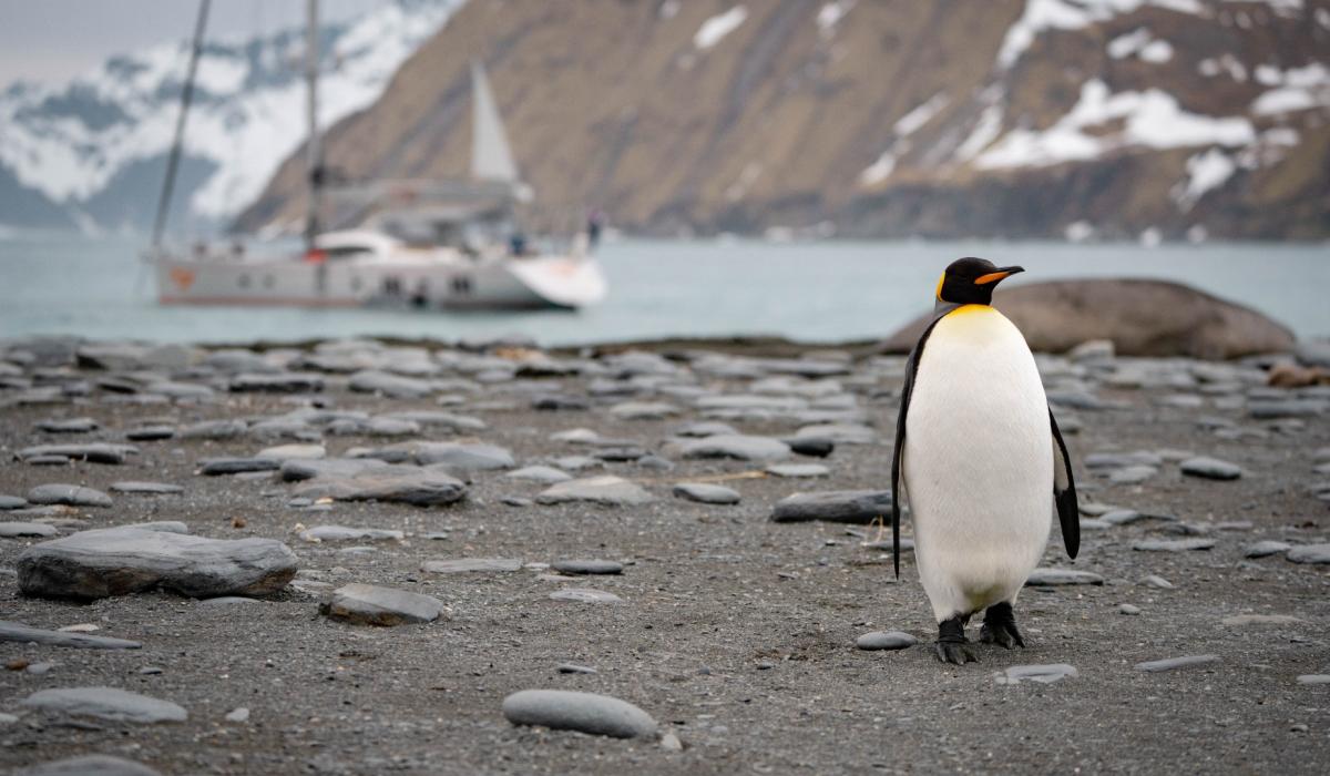 Oyster yachts partners with Shackleton for South Georgia Expedition 20 v2