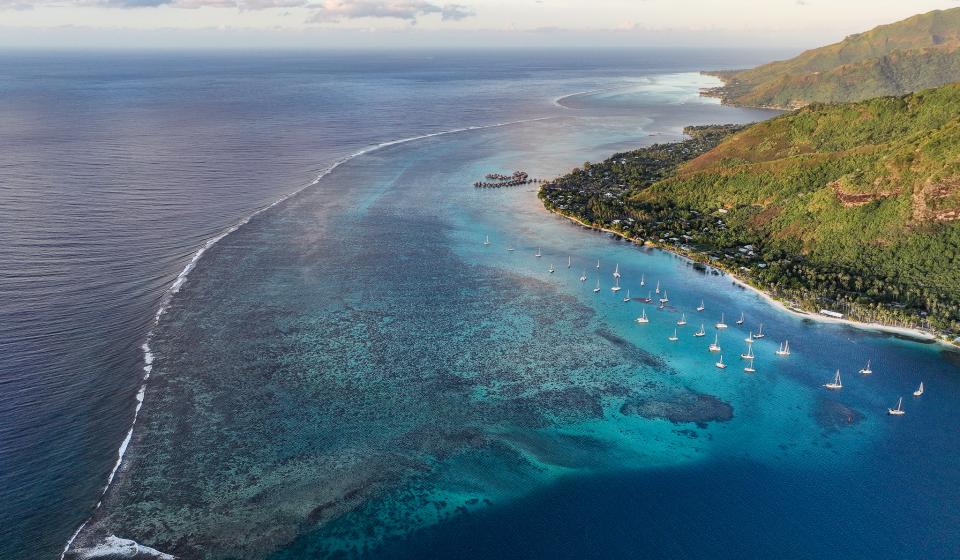 Oysters at anchor in Moorea