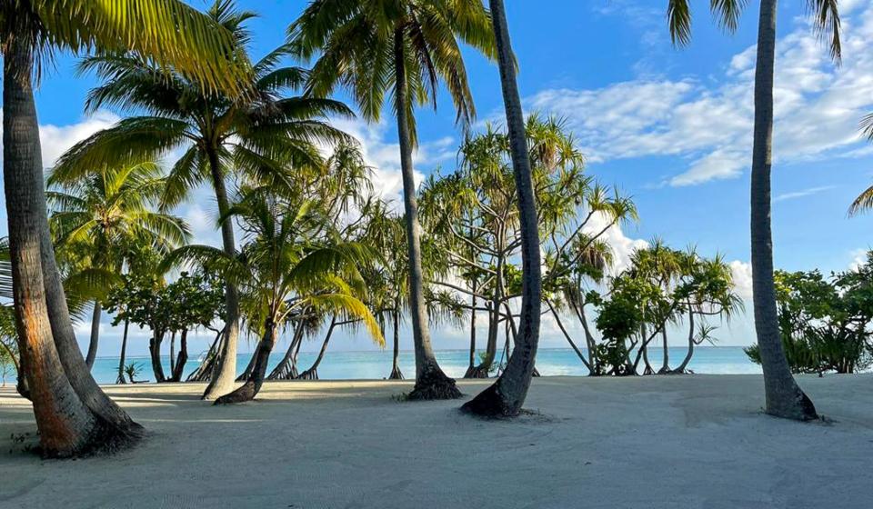 Palm trees Bora Bora