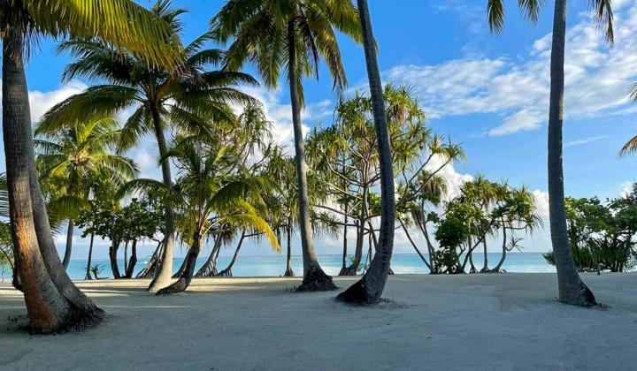 Palm trees Bora Bora