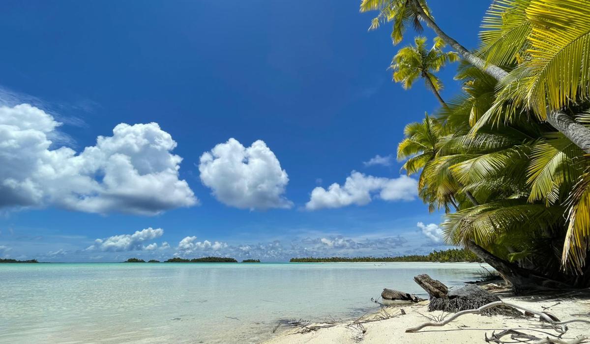 Palm trees on beach in French Polynesia