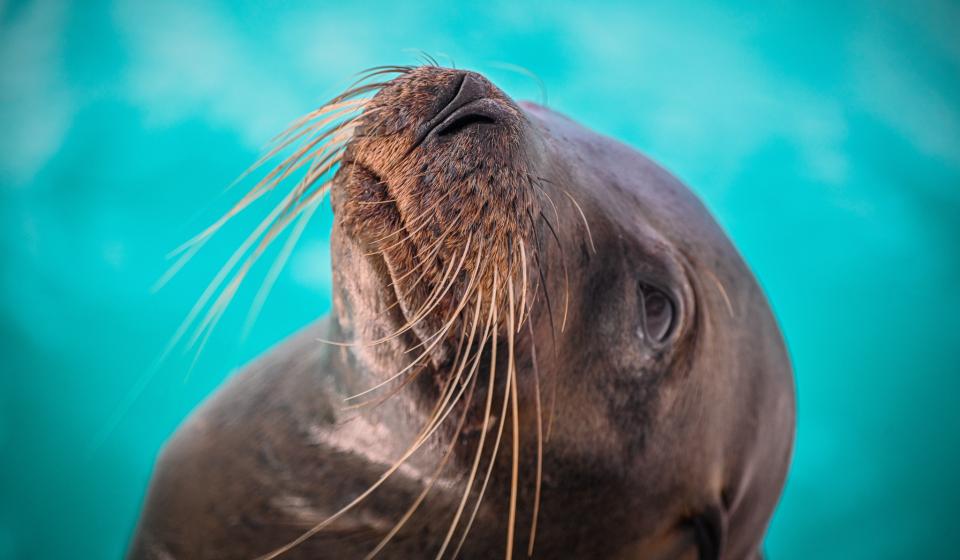 Sea lion portrait Galapagos Islands