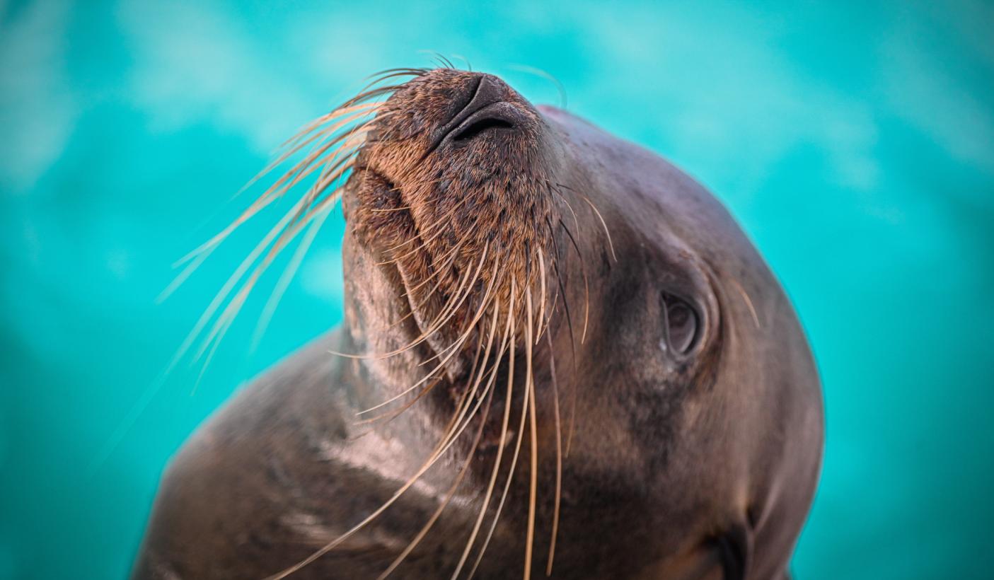 Sea lion portrait Galapagos Islands