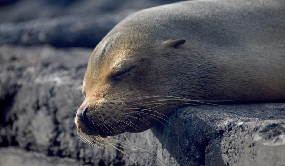 Sea lion sleeping Galapagos Islands