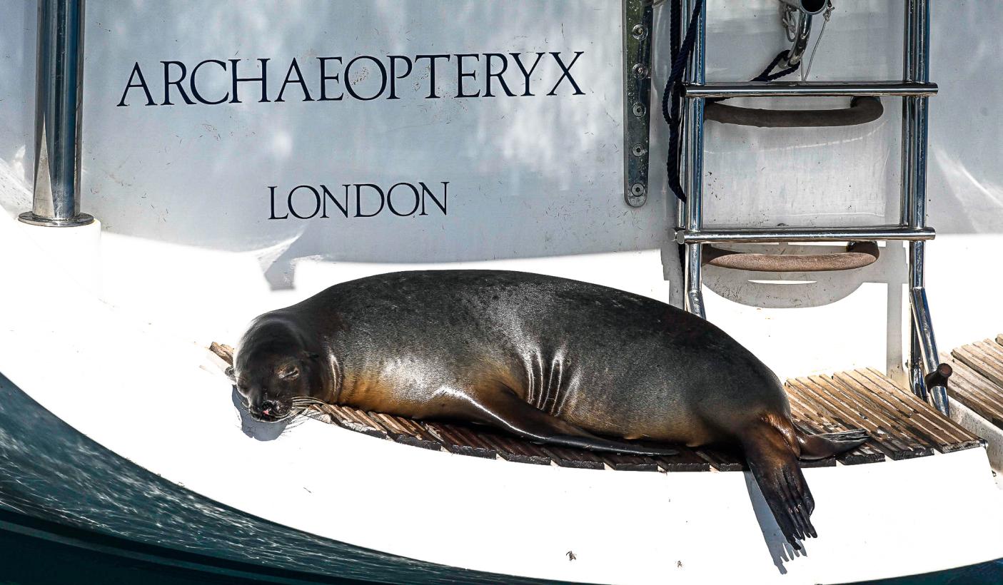 Sea lion sleeping on sailing yacht Archaeopteryx
