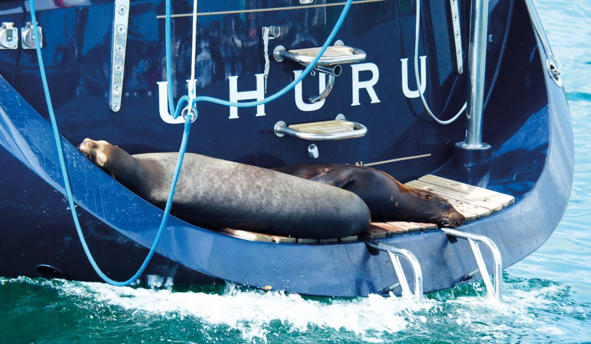 Sea lions on Oyster 62 Uhuru Galapagos