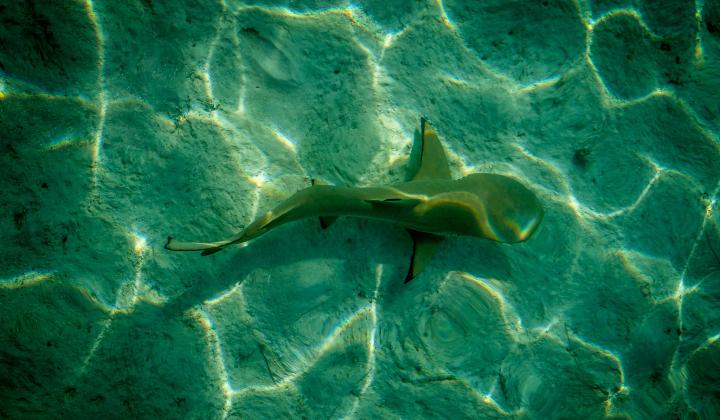Shark in Bora Bora French Polynesia