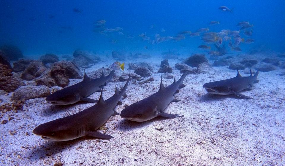 Sharks Galapagos Islands