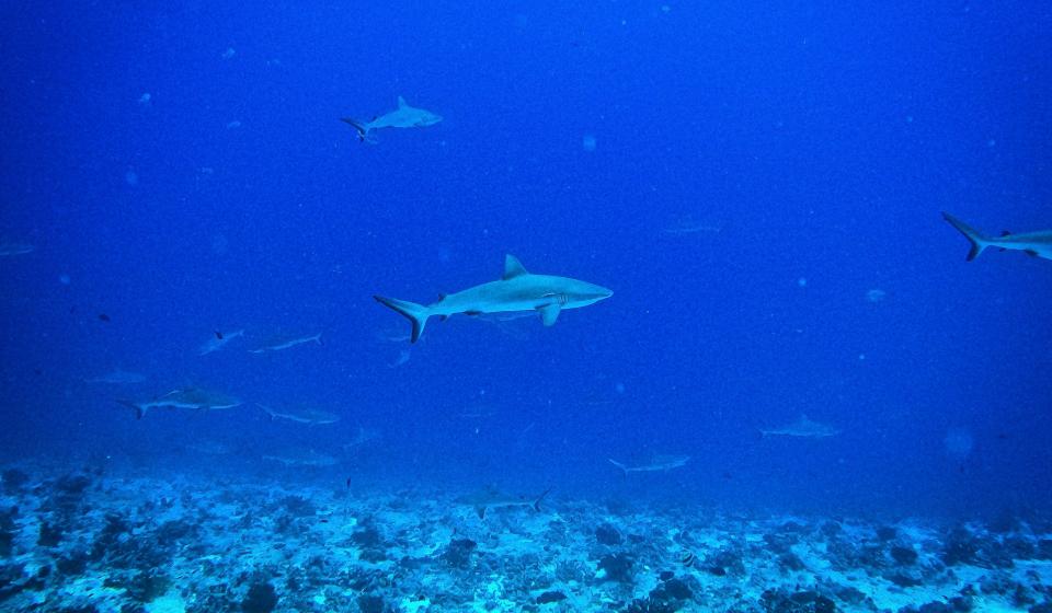 Sharks in Bora Bora