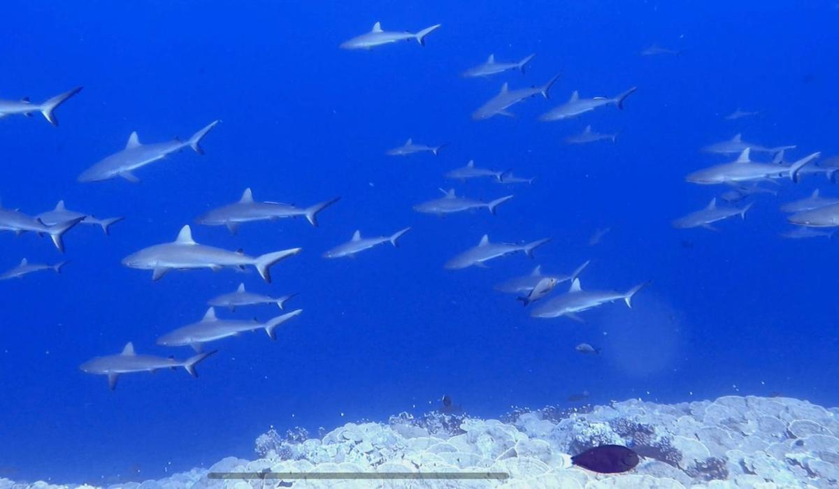 Sharks swimming French Polynesia