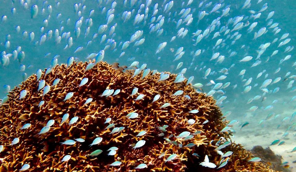 Snorkelling Vanua Balavu
