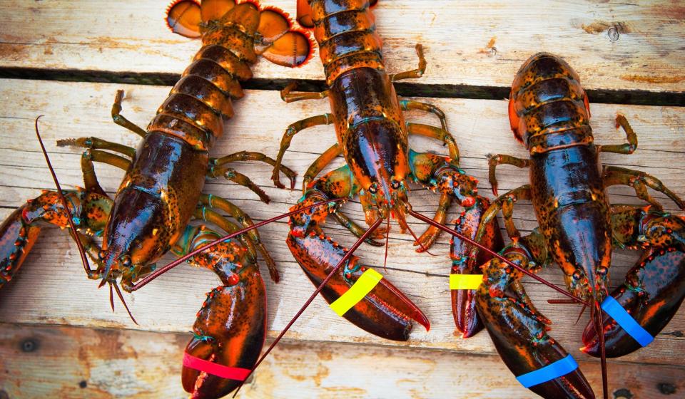 Three lobsters Maine USA