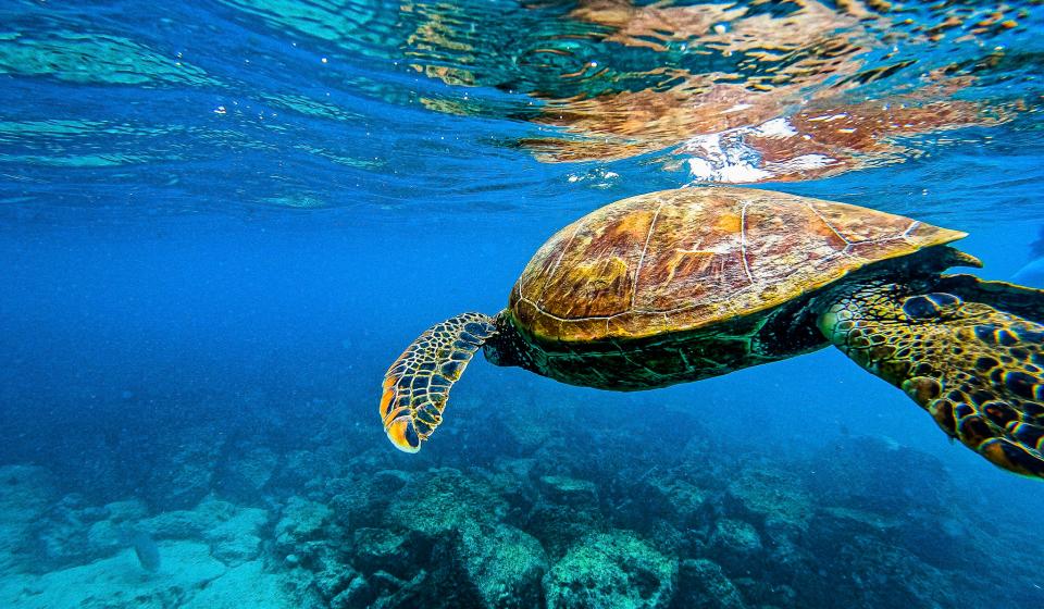 Tortoise Pacific Ocean Galapagos Islands