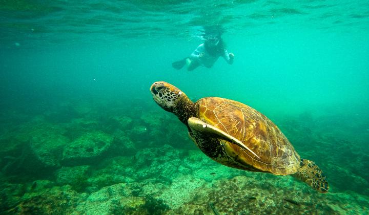 Turtle Galapagos
